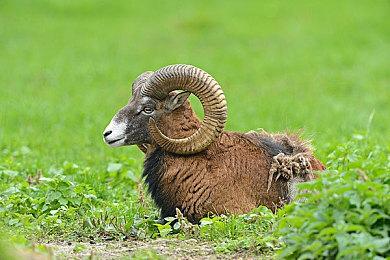 《小小梦魇》开发商将在科隆展开幕夜公布新作